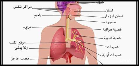 كيفية عمل الجهاز الهضمي وأهمية التغذية الصحية