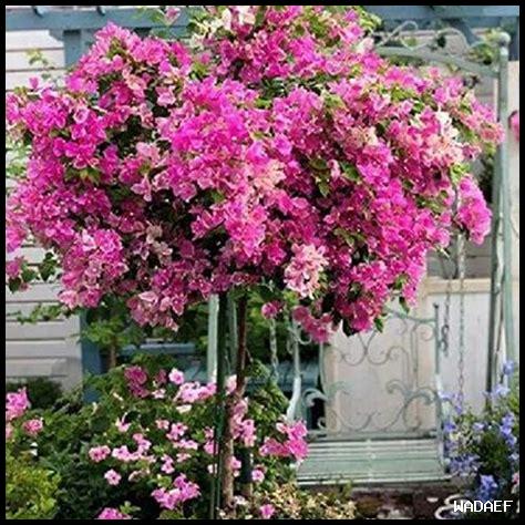 ما هي استراتيجية استخدام الكلمات الرئيسية الطويلة في SEO