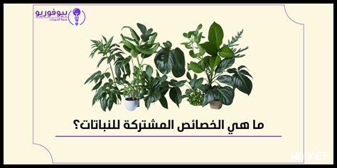 ما هي الخصائص الأساسية لتوقعات الطقس الطويلة الأمد ما هي الخصائص الأساسية لتوقعات الطقس الطويلة الأمد