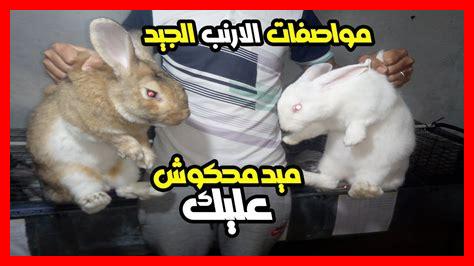 مواصفات ذكر الأرنب الجيد مواصفات ذكر الأرنب الجيد