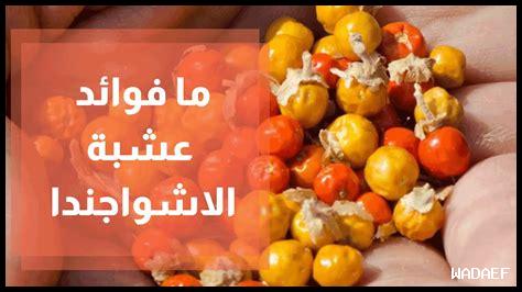 هل عشبة الحباسة فعالة في علاج التوتر والقلق؟
