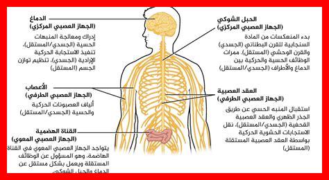 وظائف الجهاز العصبي المحيطي وظائف الجهاز العصبي المحيطي
