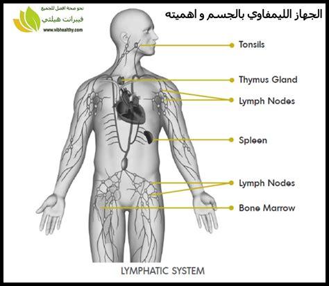 وظائف الجهاز اللمفاوي في مكافحة العدوى