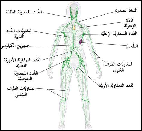 وظائف الجهاز اللمفاوي وأهميته
