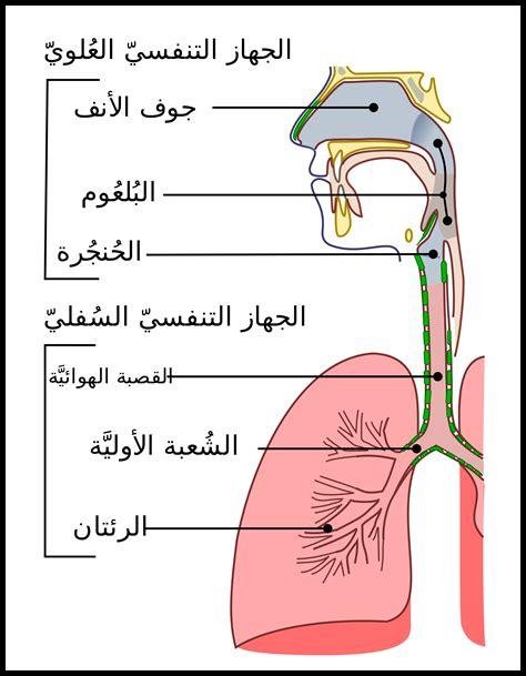 وظائف الرئتين في التنفس