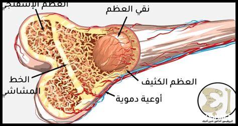 وظائف العظام وكيفية تقويتها