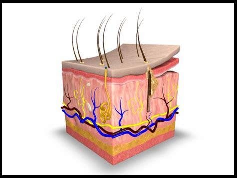 وظيفة الجلد وأهميته كحاجز حماية