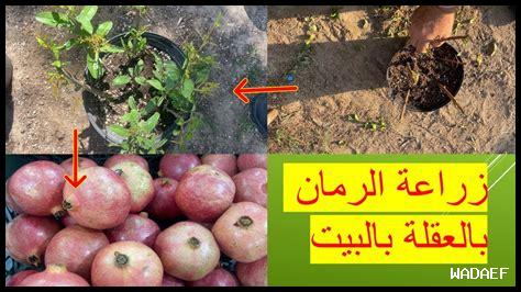 – كيف تصنع السوشي بثمار البحر؟