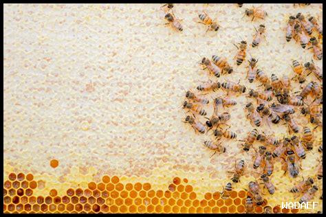 – كيفية تخزين تارت تاتين بشكل صحيح؟