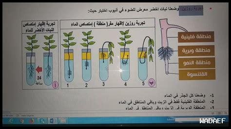 – ما هي الخصائص المميزة لنبيذ Primitivo؟