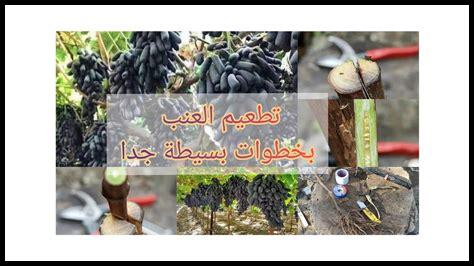 أين يتم زراعة عنب أليانيكو؟