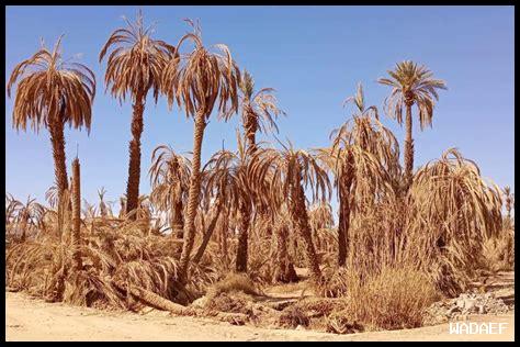 المساحات المزروعة بعنب فيرمنتينو