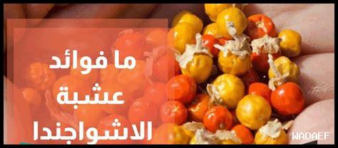 تجربتي مع عشبة الاشواجندا للنساء تجربتي مع عشبة الاشواجندا للنساء