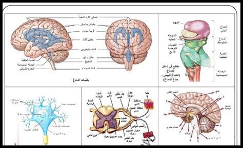 دليل المعلم علوم بكالوريا سوريا 2024 pdf كامل