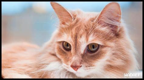 سبب رعشة ذيل القطة سبب رعشة ذيل القطة