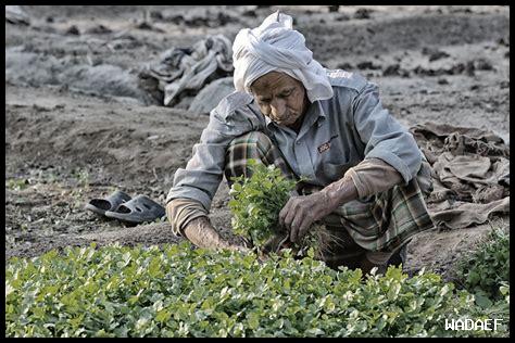 كيف تُدعم الشارقة القطاع الزراعي؟ كيف تُدعم الشارقة القطاع الزراعي؟