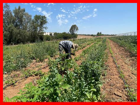 كيف يمكن تحسين قطاع الزراعة في المغرب؟ كيف يمكن تحسين قطاع الزراعة في المغرب؟