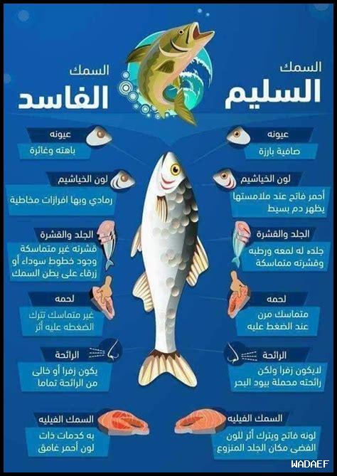 ما هو الفرق بين أناغي وأنواع السمك الأخرى؟
