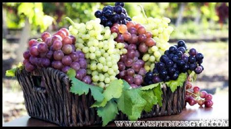 ما هو سعر زجاجة نبيذ Verdicchio في الأسواق؟