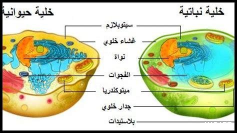 ما هي أبرز المشاريع الحيوانية والزراعية في تبوك