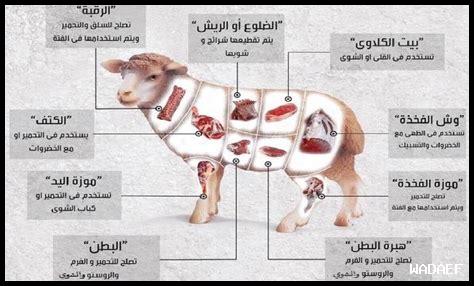 ما هي أفضل قطع مجوهرات سولاس للحفلات