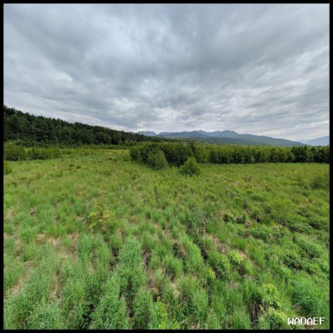 ما هي أفضل محميات الطيور في كلباء