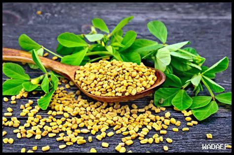 ما هي الجرعة المناسبة لاستخدام زيت الفول