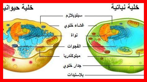 ما هي الوصفات النباتية للكلافوتي؟ ما هي الوصفات النباتية للكلافوتي؟