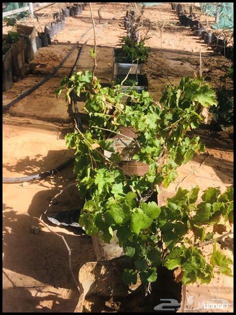 ما هي طريقة زراعة عنب Moscato d’Asti؟