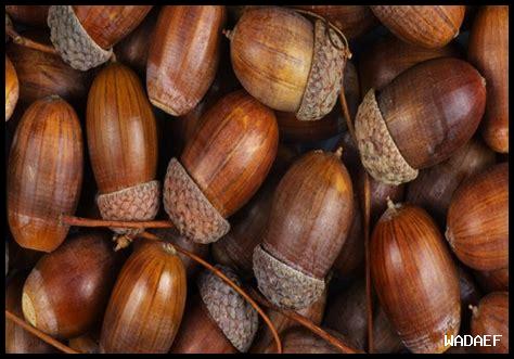 ما هي فوائد تناول الجيوزا؟