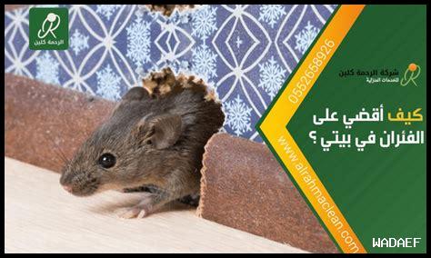 هل وجود الفئران في البيت من الحسد