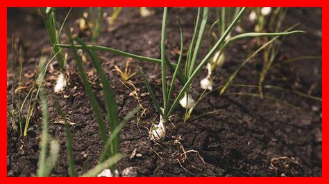 هل يمكن استخدام مياه الأشواغاندا كبديل للقهوة هل يمكن استخدام مياه الأشواغاندا كبديل للقهوة