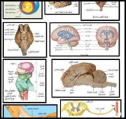 حل كتاب العلوم بكالوريا علمي سوريا 2023 pdf