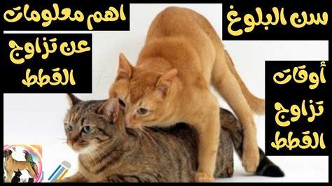 طريقة تزاوج القطط بالصور