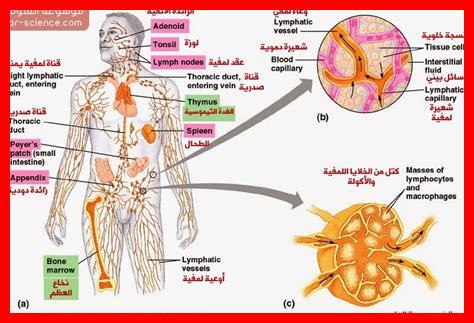 كيف يؤثر بريدنيزون على الجهاز المناعي؟ كيف يؤثر بريدنيزون على الجهاز المناعي؟