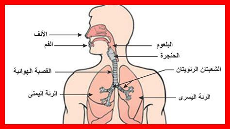 ما هو دور البريدنيزون في علاج أمراض الجهاز التنفسي؟ ما هو دور البريدنيزون في علاج أمراض الجهاز التنفسي؟