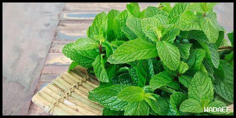 هل يعتبر ميتفورمين آمن أثناء الحمل؟