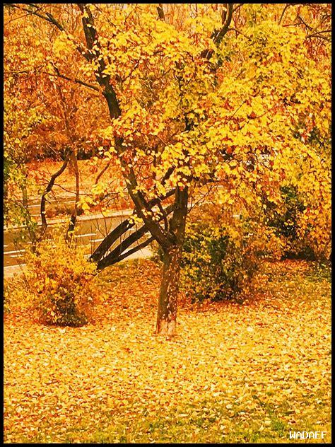 أين يمكنني الاستمتاع بأوراق الشجر الخريفية الخلابة؟ أين يمكنني الاستمتاع بأوراق الشجر الخريفية الخلابة؟