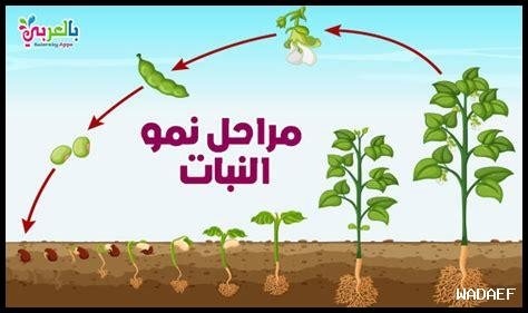 كيف تساهم التغيرات المناخية في تغير دورة حياة النباتات في الخريف؟