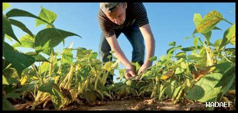 كيف يمكن للزراعة العضوية أن تخفف من آثار التغير المناخي في الخريف؟