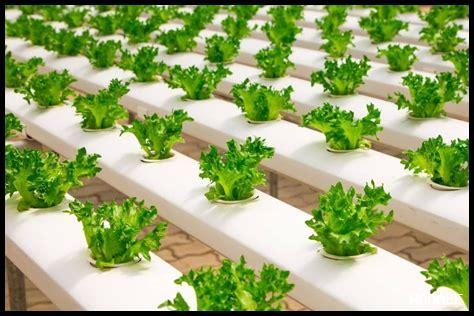 هل يمكن للزراعة المائية أن تكون حلاً لتأثيرات التغير المناخي في الخريف؟