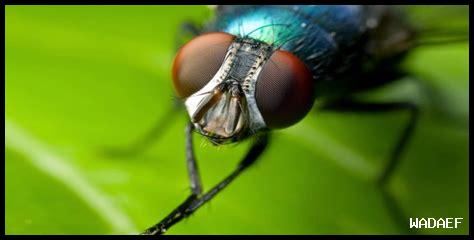 ذبابة طائرة ذبابة طائرة