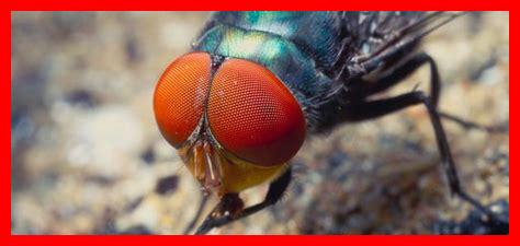 ذبابة طائرة العين ذبابة طائرة العين