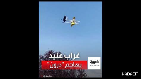 غراب يسقط طائرة درون غراب يسقط طائرة درون