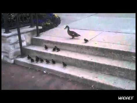 أمثلة على الإصرار