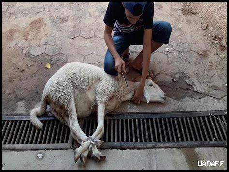 الأضحية في الحج