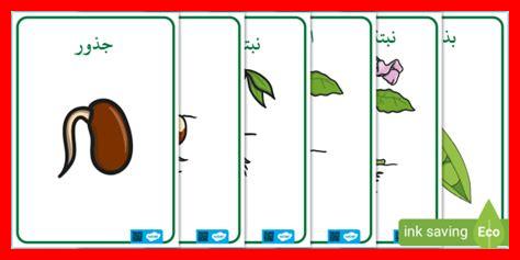 زهور الحياة وتطوير الذات زهور الحياة وتطوير الذات