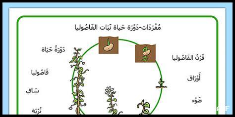 زهور الحياة وتطوير الذات زهور الحياة وتطوير الذات