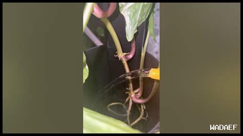 كيف يؤثر ماء النهر على الأفكار