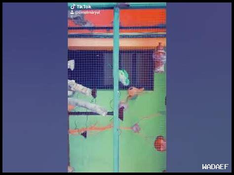 كيف يمكن معالجة سوء استخدام الحرية